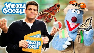 Was haben Insekten für geheime Kräfte? l WOOZLE GOOZLE