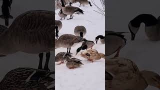 COLD DUCK |DUCKS IN SNOW |SPRING BANK PARK LONDON| THAMES RIVER| DUCKS |DRAKES |