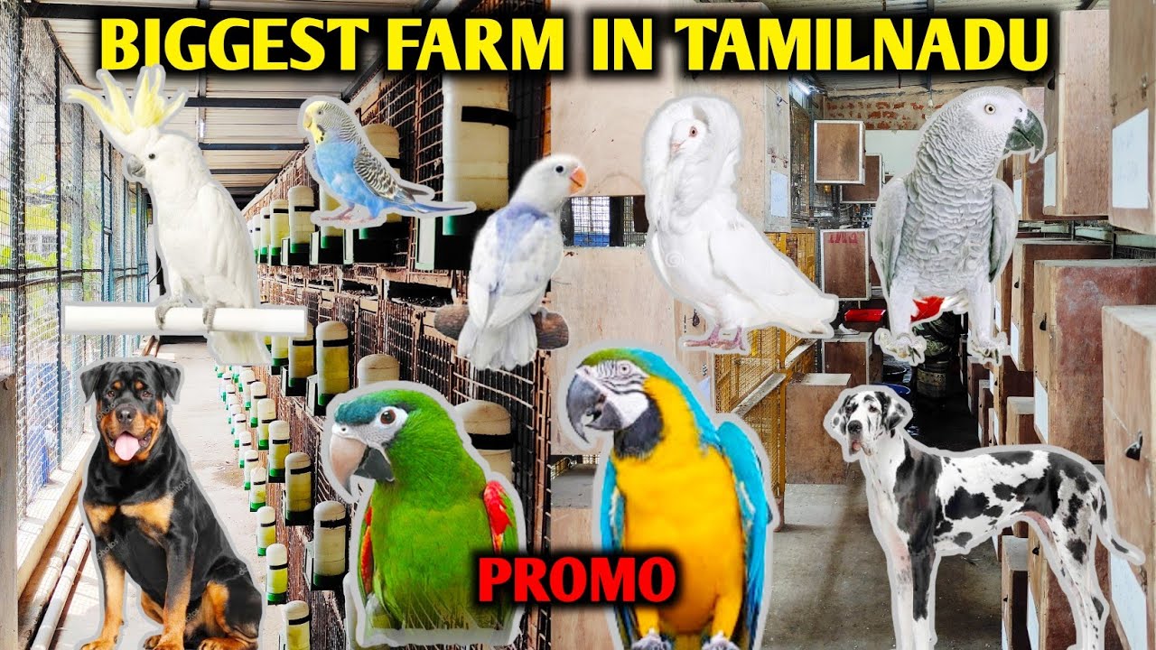 Biggest farm in tamilnadu Dog kennel Pegion Macaw parrot Sun