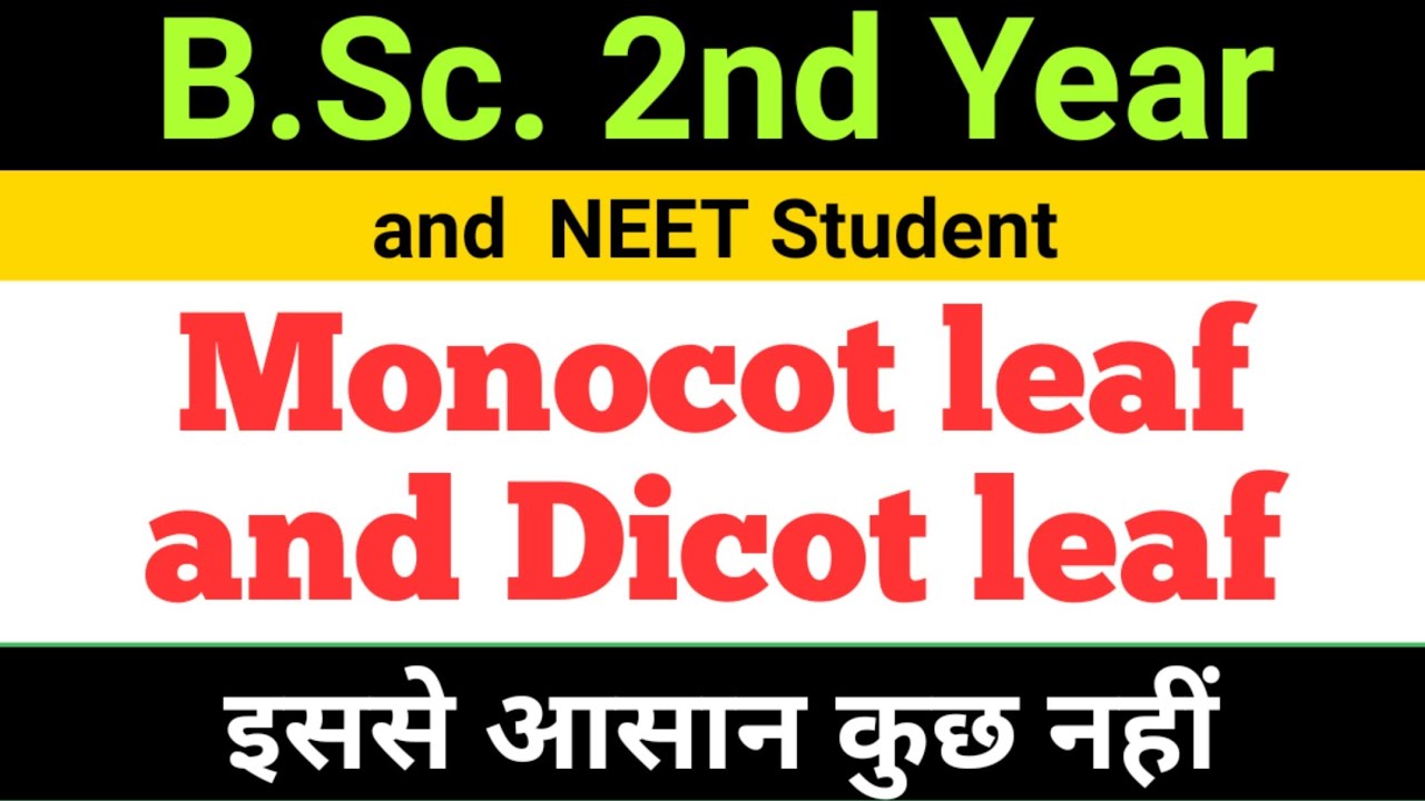 Monocot leaf and Dicot leaf# B.Sc. 2nd year Botany# NEET Student