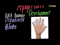 Cell Death Processes Quiz