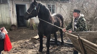 Коні Ваговози. Запрягли Перший раз Лошицю, Парочка Вогонь. Чорна Красуня.🐎🐎🐎🐴🐴🐴🔥🔥🔥