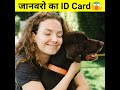 बनाये जाते हैं जानवरो के लिए भी ID Card #shorts #shortsfeed #amazing_facts