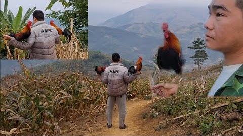 Gà rừng mã đỏ và giải nhìn đi so tài gáy gọi mã vàng và cái kết của chương trình tặng gà  miễn phí 