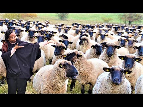 Hampshire Sheep: The Ultimate Farming Secret Revealed