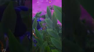 Bush work with lock on AR #fortnite #gaming #Gameplay #gamingmemes #games