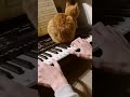 Кот мешает играть на пианино. A kitten gets in the way of playing the piano. #shorts #cat #piano