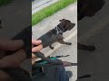 Molly and THE CoolGuys hit the far north path pt1