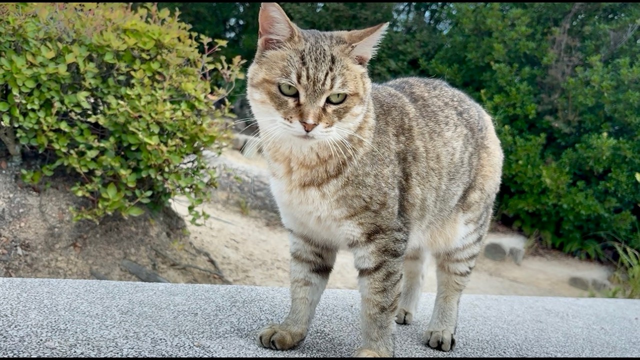 多彩な「ニャッニャッ」おしゃべり猫モナカが山道楽しませてくれる
