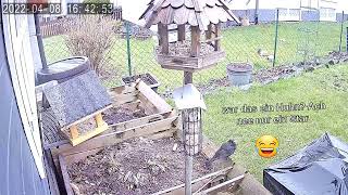 Huhn Oder Star? Das Ist Hier Die Frage.