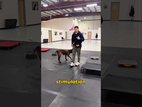 Why dogs need mental stimulation and physical exercise every day