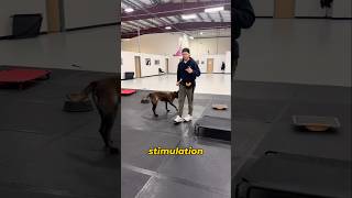 Why dogs need mental stimulation and physical exercise every day