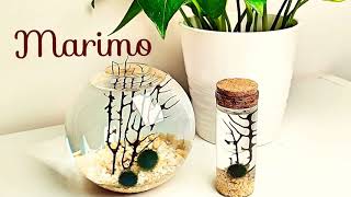 Marimo green algae ball satisfy super healing cute decorative ... 