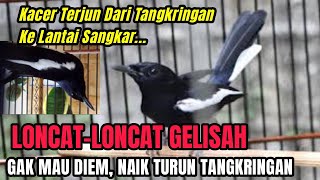 Kacer Gelisah, Loncat-Loncat, Naik Turun Tangkringan ?? CIRI-CIRI KACER MINUS SUHU TUBUH