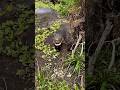 Close call in the Everglades! #viral#wildlife#youtube#snake#alligator#educational#everglades#florida