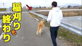 静かになったので散歩です。