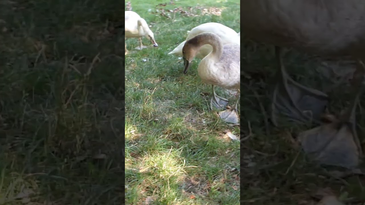 swan attacks me and my cat 