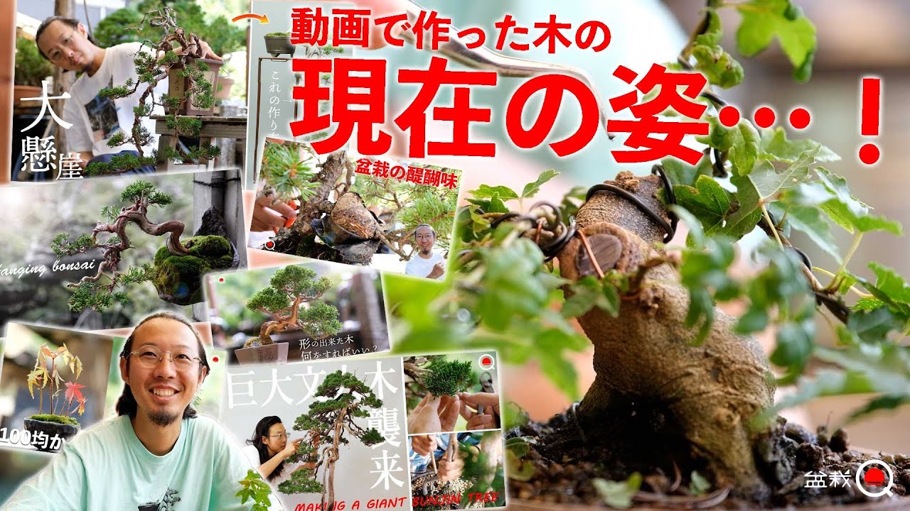 【驚愕】過去に作った木の現在の姿が…【盆栽Q】