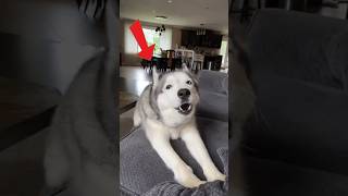 This husky literally clapped for her own argument 👏 This husky literally clapped for her own argument 👏