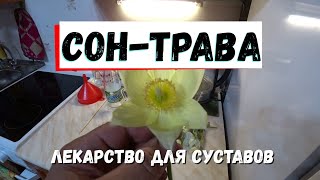 Лекарство для суставов.Подснежник, сон-трава, прострел.