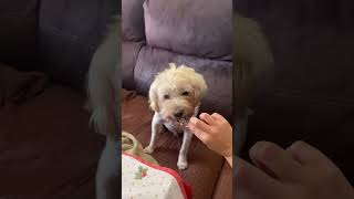 Dog Eats Coquinas And Approves It