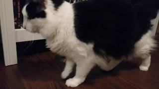 Cat attacks DVD player