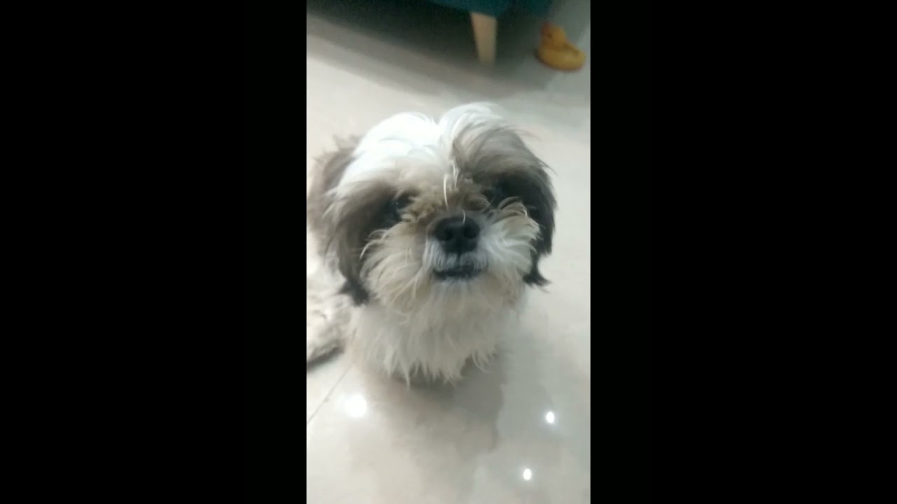 How to make Maggi noodles full tutorial