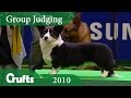 Cardigan Welsh Corgi wins Pastoral Group Judging at Crufts 2010 | Crufts Dog Show