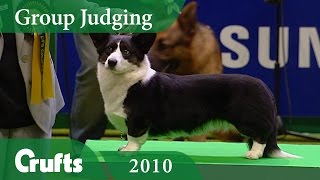 Cardigan Welsh Corgi wins Pastoral Group Judging at Crufts 2010 | Crufts Dog Show