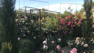 Дневник садовницы  Розовый сад 21 мая