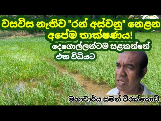 වසවිස නැතිව "රන් අස්වනු" නෙළන අපේම තාක්ෂණය!