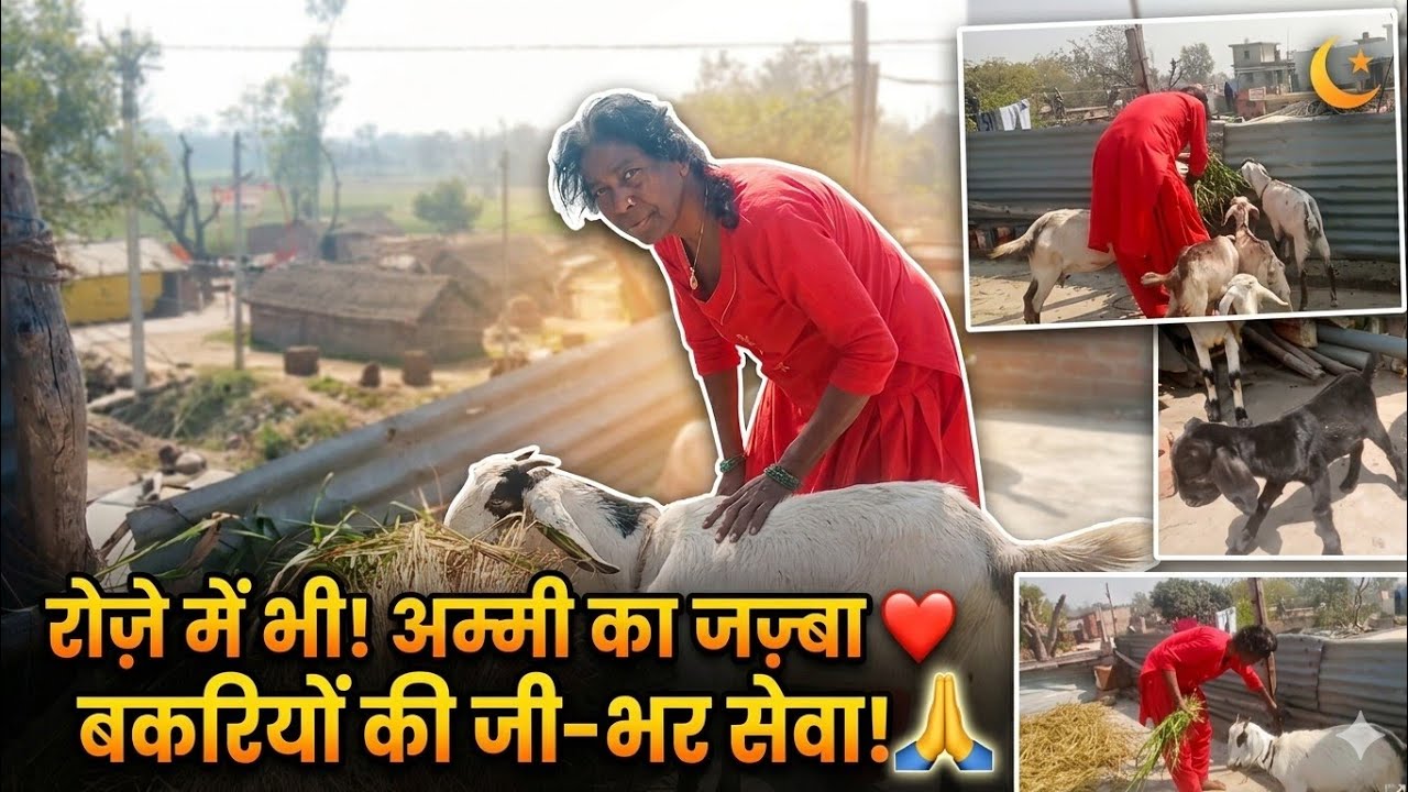 रोजा रहते हुए भी अम्मी ने बकरियों का मन से देखभाल की, AMMI Ne Bakriyon ke liye Bahut Mehnat ki,