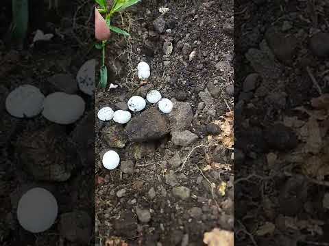 Video: Zmijsko gnijezdo. Kako zmije žive i polažu jaja?
