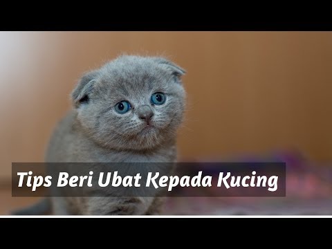 Video: Bilakah Masa Terbaik Untuk Memberi Ubat Haiwan Kesayangan Saya?