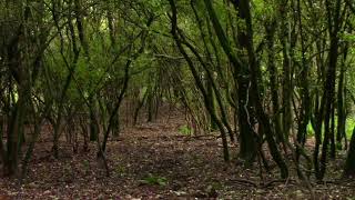 Grounding in Nature  Healing Rain For Clarity And Peace