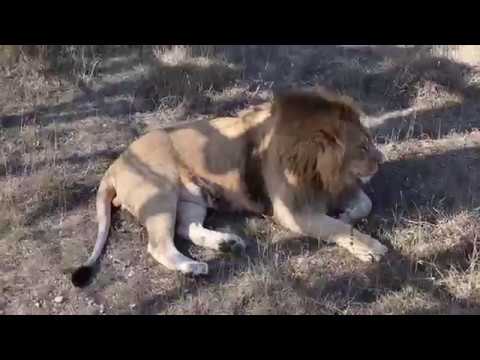 львичка асада сегодня тайган последние