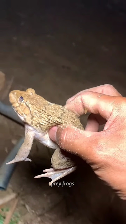 Funny frogs Catching | Wep wep catching frogs funny | boing catch frogs make youlaugh #shorts#p3092