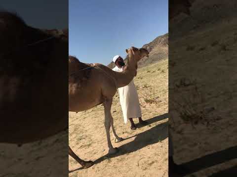 ناقه تخشع عندما سمعت عظمت الله