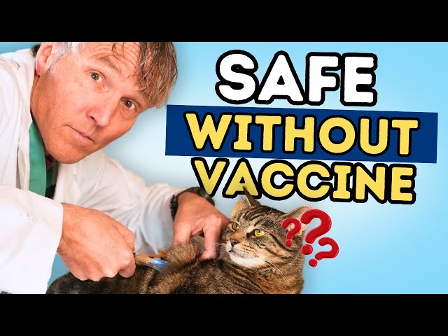 Unveiling the Truths: Do Cats Require Vaccinations? 3 sddefault