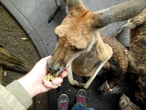 Kangaroo Attack in Perth