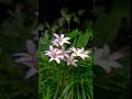 YOK, gemana nih Bahagia versi kalian #umairgarden #bloom #flowers #flowershop #lily #aagym