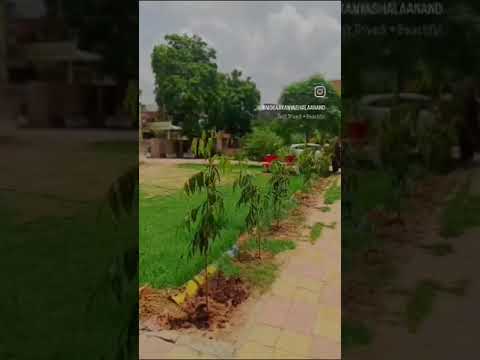 GoGreenSchool Mogar Kanya Shala LetsDoPlantation