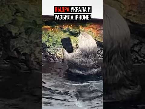 Выдра украла и
