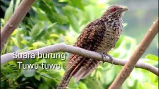 asli bikin merinding, suara burung tuwu tuwu