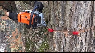 Stihl MS 260 - řezání dřeva / kácení stromů - Chainsaw Stihl MS 260 Cutting Tree / Felling trees