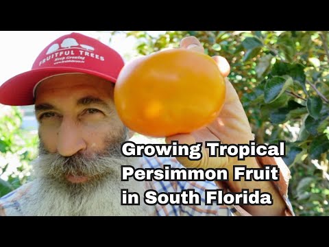 Growing Tropical Persimmons In South Florida