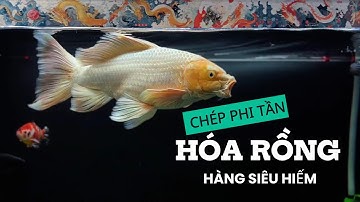 ✨ Cá Chép Phi Tần Trắng Độc Lạ | Mặt Nhăn Như Rồng 🐉 | Siêu Hiếm Gây Sốt!