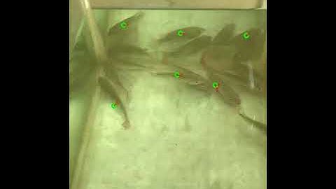 Fish tracking demo with optical flow and YOLO