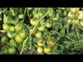 US SW 1502 HYBRID TOMATO  KI FASAL