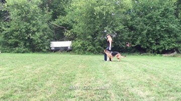 Zombie Apocalypse Response Team - K9 Unit